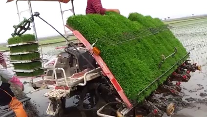 How to Place Rice Plant Automatically for Fast Growing - ODosta Inc.