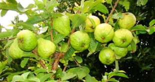 Benefits of Guave Fruit in Urdu