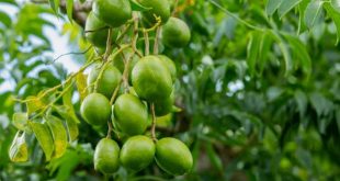 benefits of amra fruit in urdu
