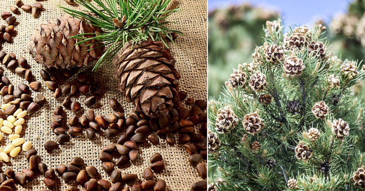 benefts-of-pine-nuts