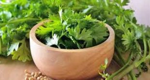benefits of coriander